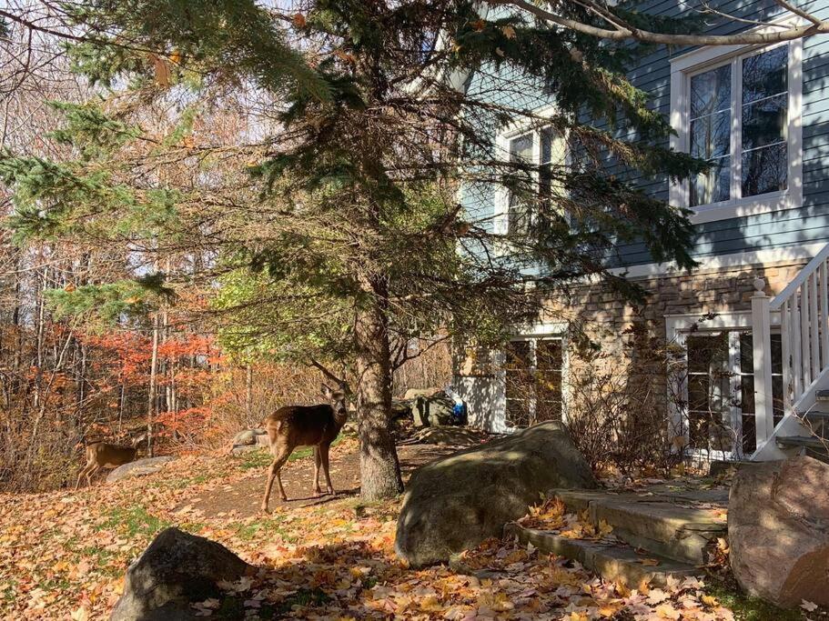 Chalet-Style Condo - 5 Minutes To Lifts And Village! Mont-Tremblant Exteriér fotografie